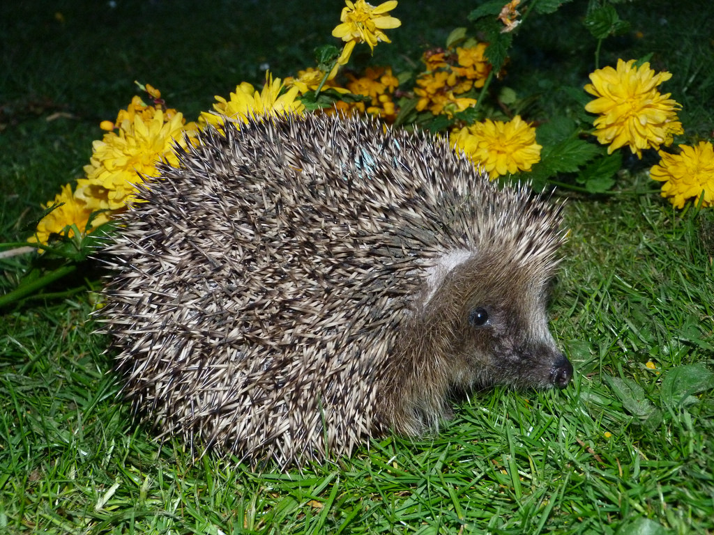 Every year we take in and look after over 600 hedgehogs.