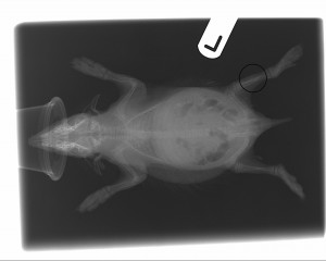 X-ray shows that the young hedgehog has a fractured left Fibula
