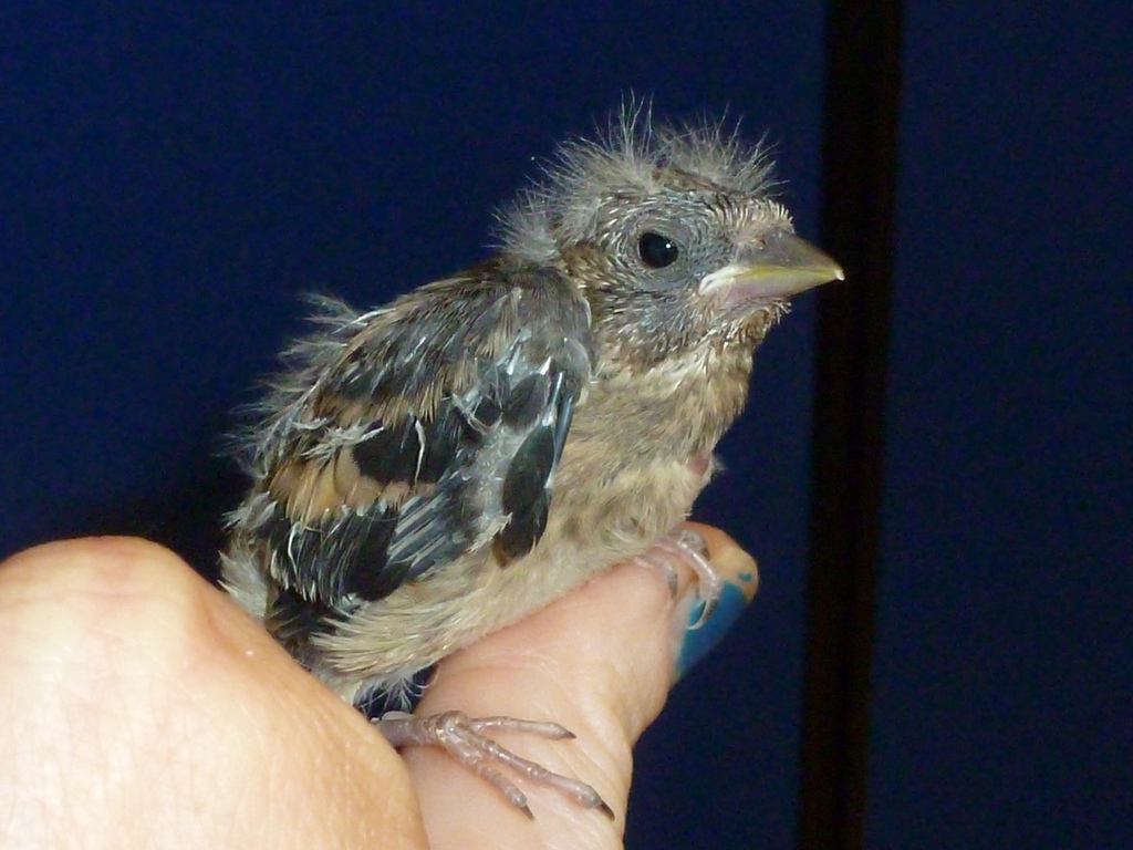 East Sussex WRAS has rehabilitated more casualties this year than ever before like this little baby Goldfinch.