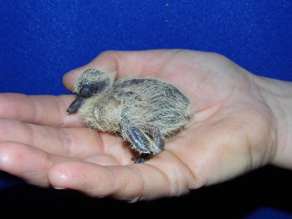 Baby pigeon from a disturbed nest where trees where cut down at Oakwood Drive in Uckfield