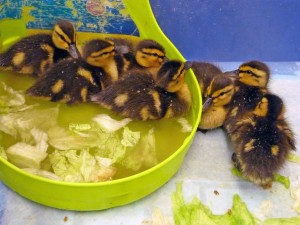 Orphaned ducklings