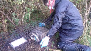 WRAS's Trevor Weeks vaccinating a badger