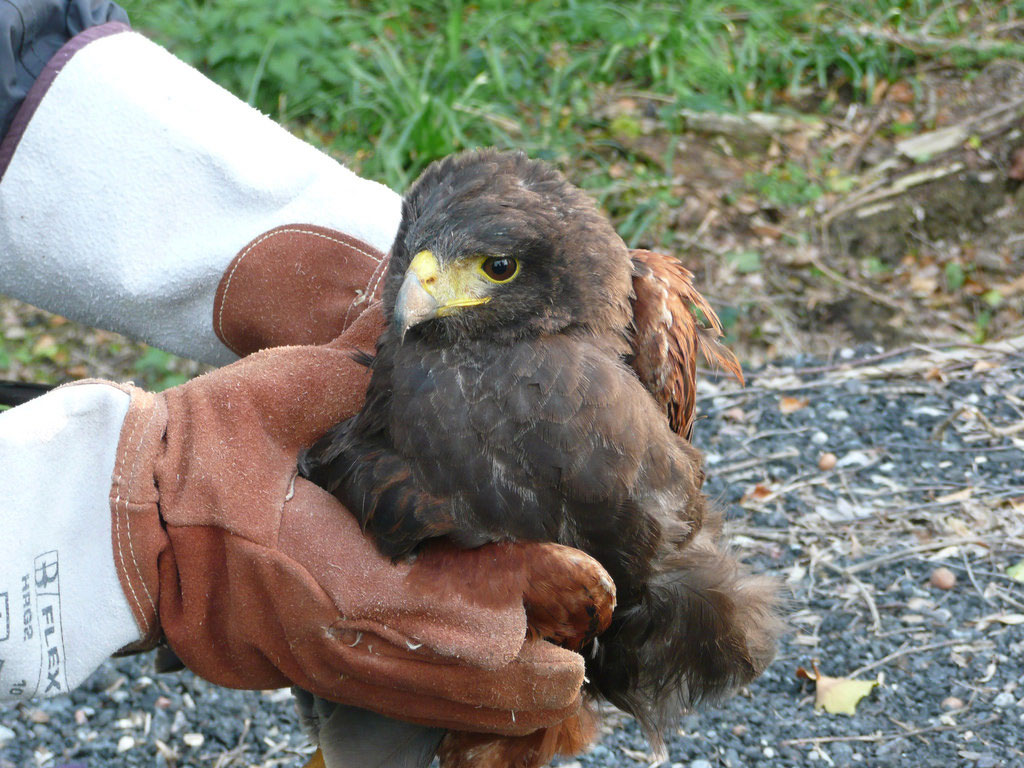 More birds of prey are killed by shock rather than their injuries, so swift action is a prime necessity as any delay increases stress. If you are not trained in handling and examining birds of prey then do not attempt to do either as this too can be stressful.