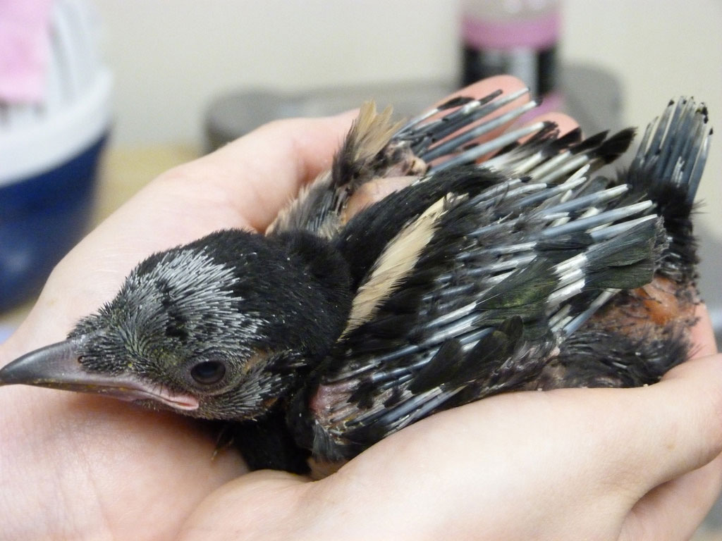 The majority of calls we receive during the Spring months are to baby or abandonded birds. Although some do need rescuing, many fledglings do not.