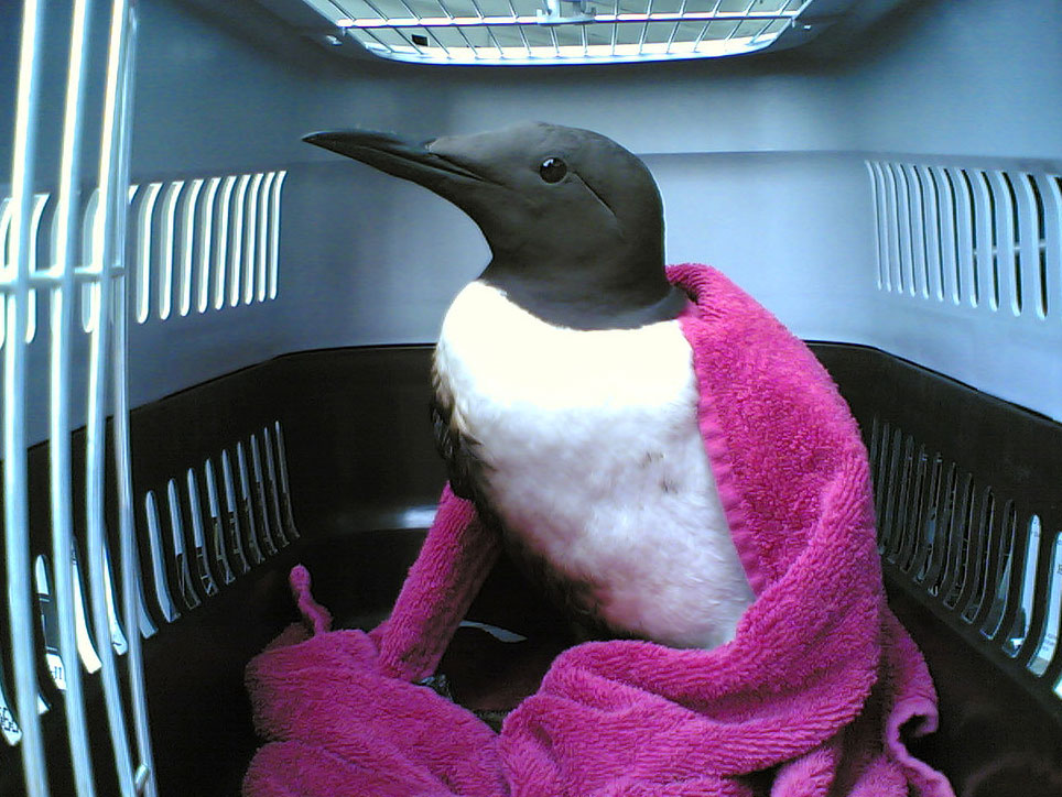 Every year thousands of seabirds, mainly guillemots like this one, razorbills and gannets, are washed up on beaches covered in oiled or clean but emaciated.