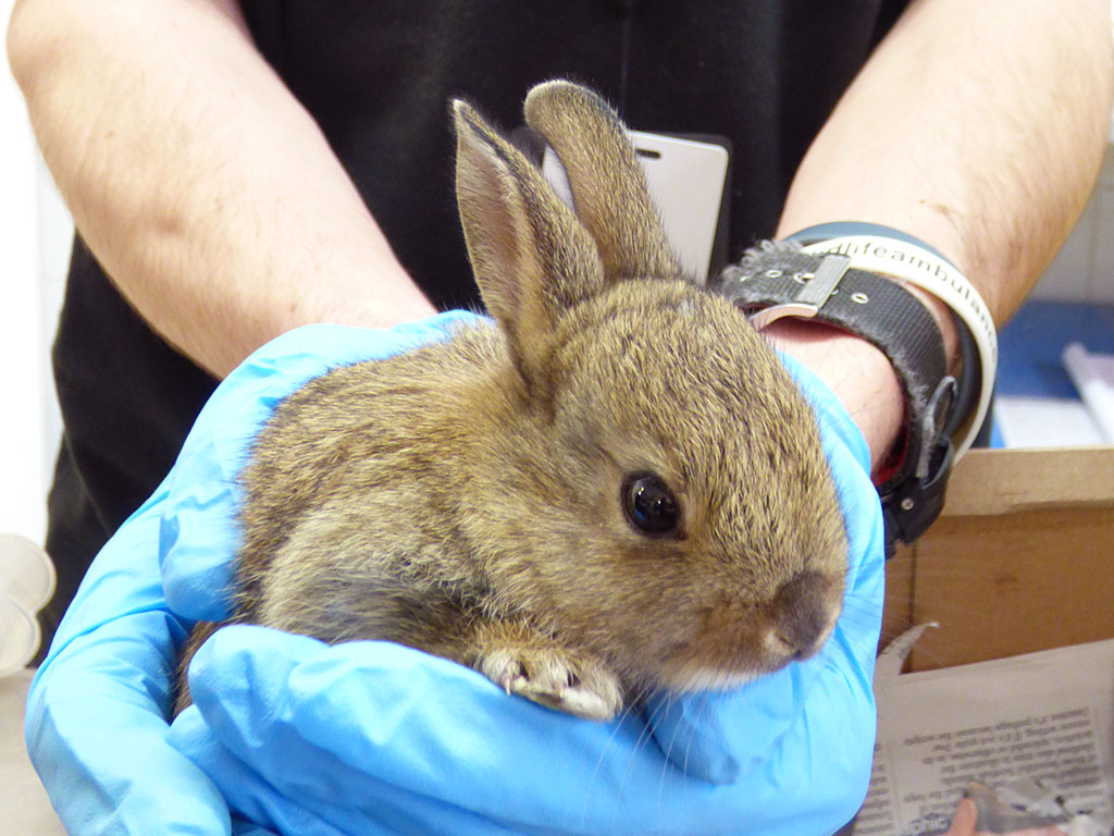 Most calls we receive are either road casualties or rabbits suffering from myxomatosis, a man-made disease which was deliberately released back in the 1950s.