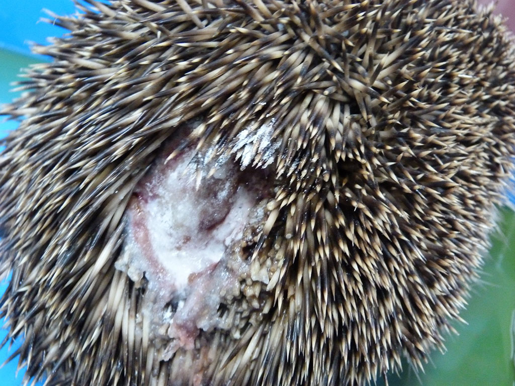 Hedgehog initial treatment and care
