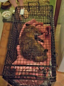 The fox was placed in a cage and carried out to the ambulance.