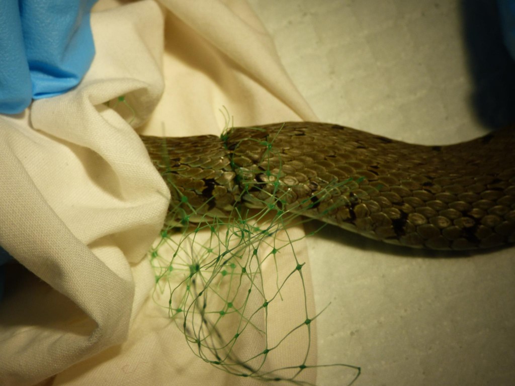 Grass Snake caught in netting.