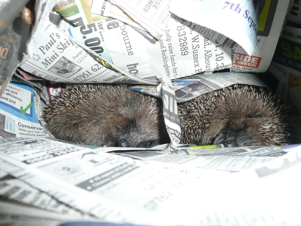 Two Young Hedgehogs