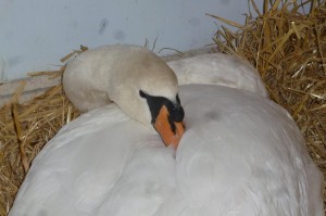 Wallsend Road Swan at WRAS's Casualty Centre