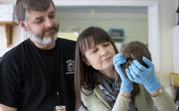 Jane Dalton from the Daily Telegraph visits to see WRAS's hedgehogs