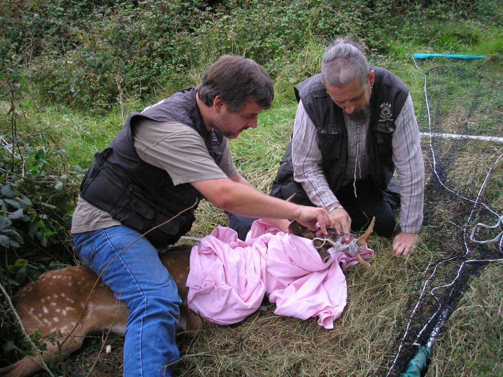 Similar Deer Rescue at Robertsbridge in July 2007