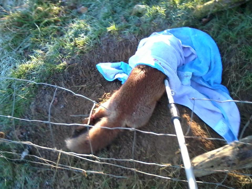 Fox caught in fence at Lower Dicker