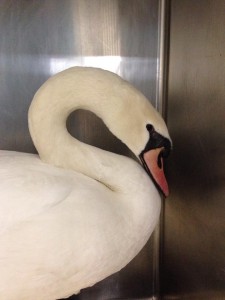 Swan from Lottbridge Drove