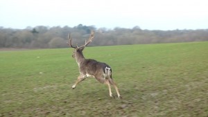 The Fallow Buck runs off free back to the wild.