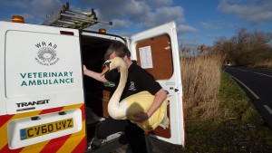 The once red swan being taken out of WRAS's Ambulance.