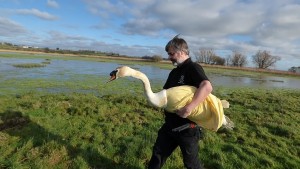 Trevor carrying the swan out for release.