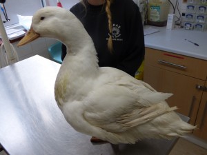 The Aylesbury Duck at WRAS's Casualty Centre.