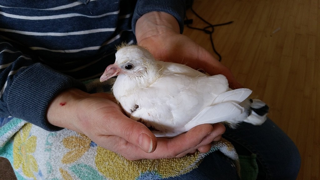 Baby White Pigeon