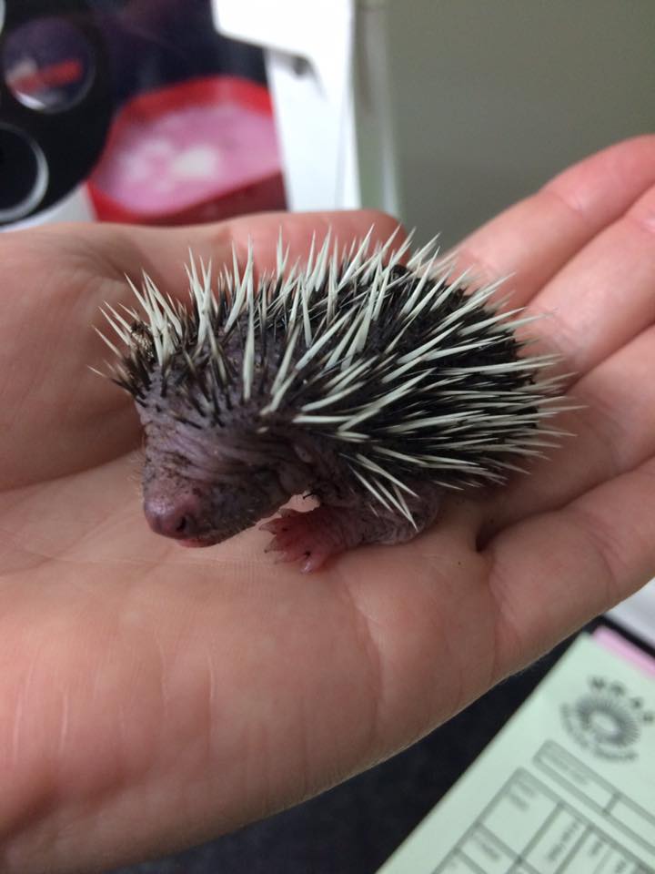 Baby Hedgehog found in compost in a flower pot