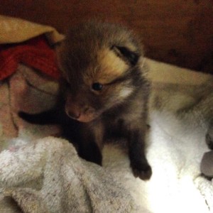 Fox cub from Horam
