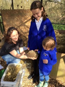 Kathy Martyn showing Mila and Clementine an over wintered hedgehog at one of WRAS's pens