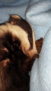 Sleeping Road Casualty Badger from Hastings