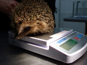The rescued hedgehog at WRAS