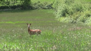 Uckfield Deer Release