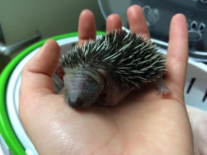 Baby Hedgehog admitted today from Eastbourne.