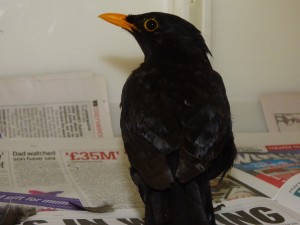 Road Casualty Blackbird from Seaford.