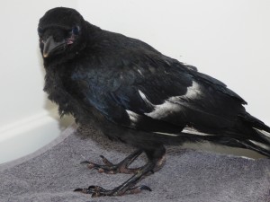 Poorly Young Crow from Eastbourne.