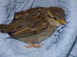 Injured Sparrow Lewes.