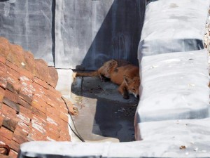 Fox asleep in the shade.