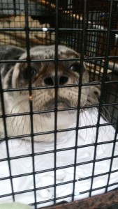 The seal being transported in a cage to the RSPCA