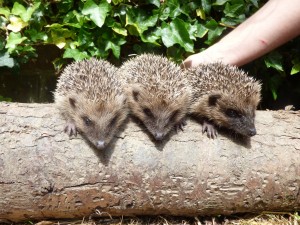 Three of Kathy young hedgehogs