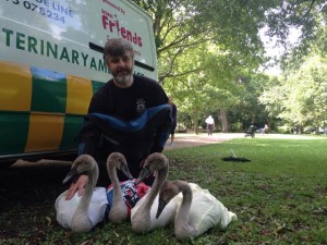 Trevor with the rescued cygnets