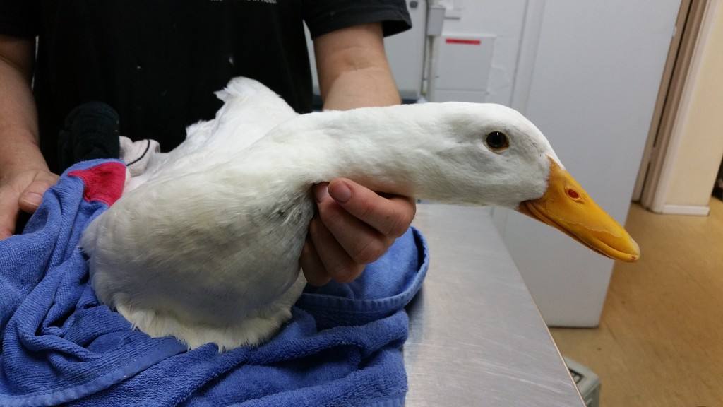 Rescued Aylesbury Duck from Princes Park 8th Sept 2015 (1)