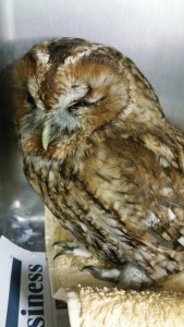 Concussed Tawny Owl