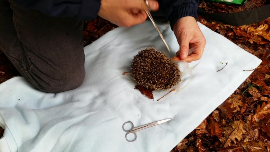Hedgehog Rescue Hampden Park 4th Nov 2015 (5)