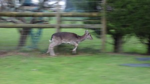 The Deer runs along the enclosing fence.