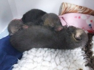 Three Fox Cubs already in WRAS's Care