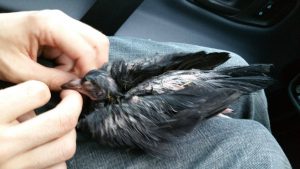 Hypothermic Baby Pigeon found Gloucester Court Eastbourne 7th June 2016 - Copy