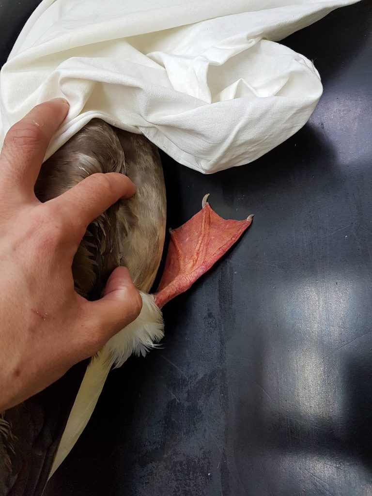 Red Footed Booby at WRAS Casualty Centre