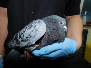hailsham-pigeon-injured-by-ball-bearing-1