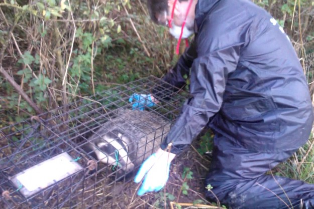 WRAS's Trevor Weeks vaccinating a badger