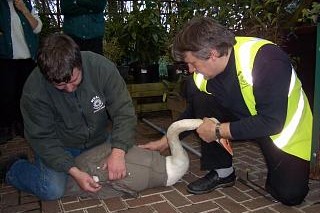 Trevor and Murrae Hume rescuing a swan at Lewes, late 1990s