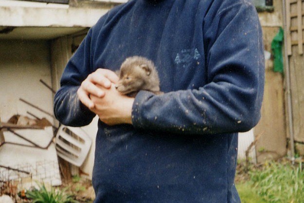 Fox cub resced from under floor boards at Hastings 2002