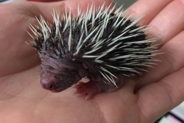 Baby Hedgehog found in compost in a flower pot